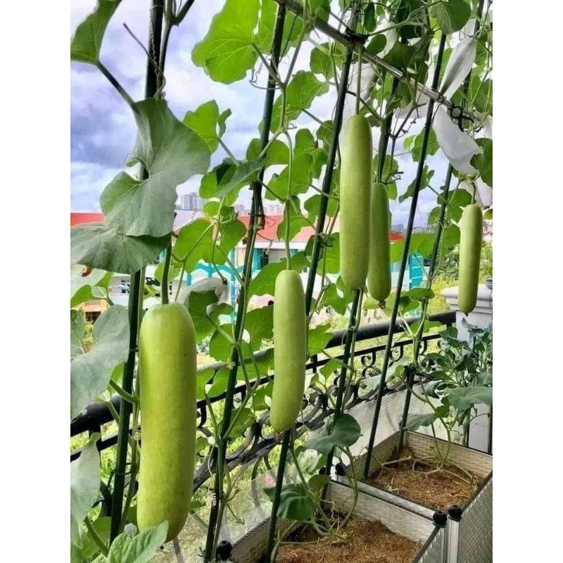 HẠT GIỐNG  Bầu xanh Thái Lan bốn mùa f1 1 gam 10 hạt  💥SIÊU TRÁI💥 chất lượng cao