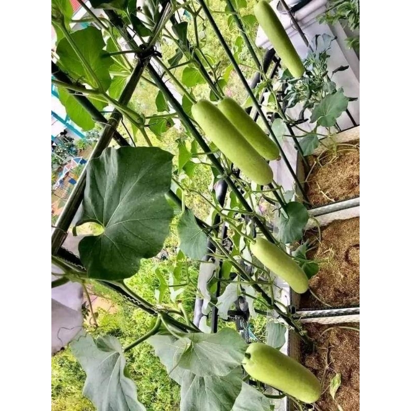HẠT GIỐNG  Bầu xanh Thái Lan bốn mùa f1 1 gam 10 hạt  💥SIÊU TRÁI💥 chất lượng cao