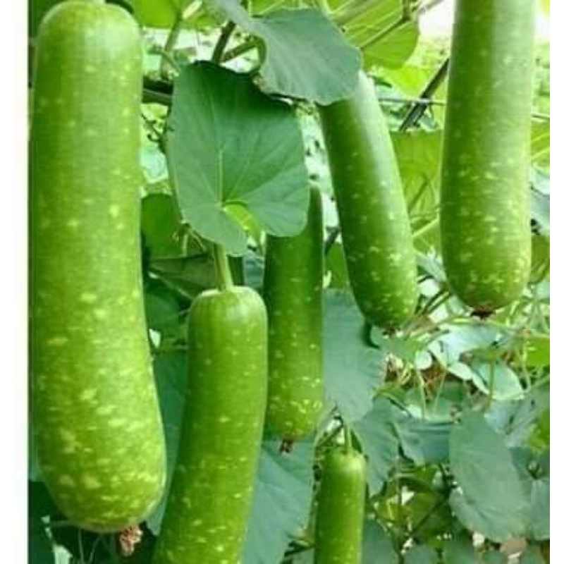 HẠT GIỐNG Bầu sao lai quả ngắn cực dễ trồng nảy mầm 90% gói 10 hạt bốn mùa