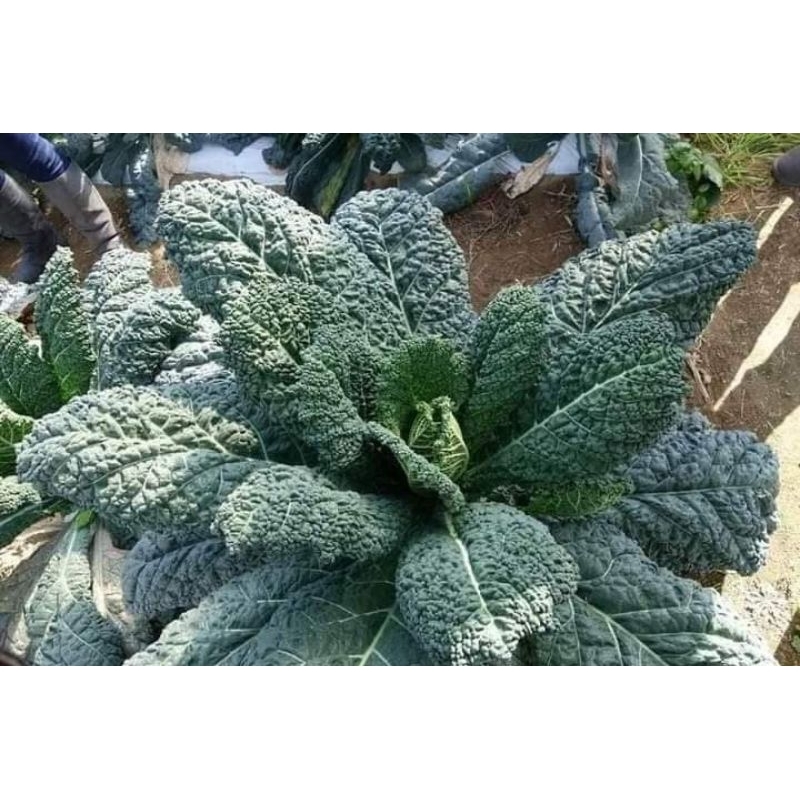 50 Hạt Giống Cải Xoăn Kale Khủng Long f1Mỹ 💖 NẢY MẦM CỰC ĐỈNH💖 chất lượng cao