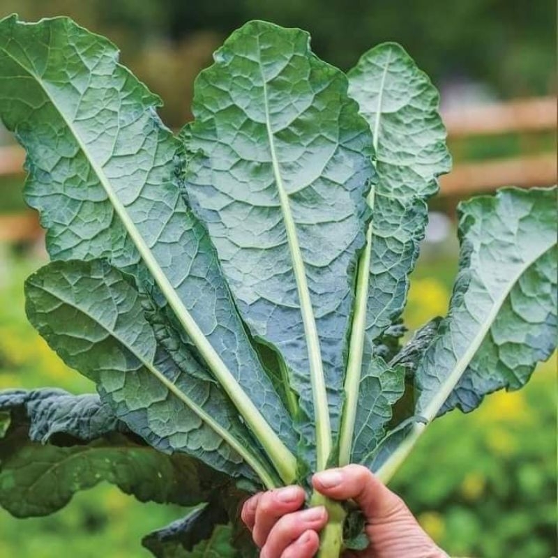 50 Hạt Giống Cải Xoăn Kale Khủng Long f1Mỹ 💖 NẢY MẦM CỰC ĐỈNH💖 chất lượng cao