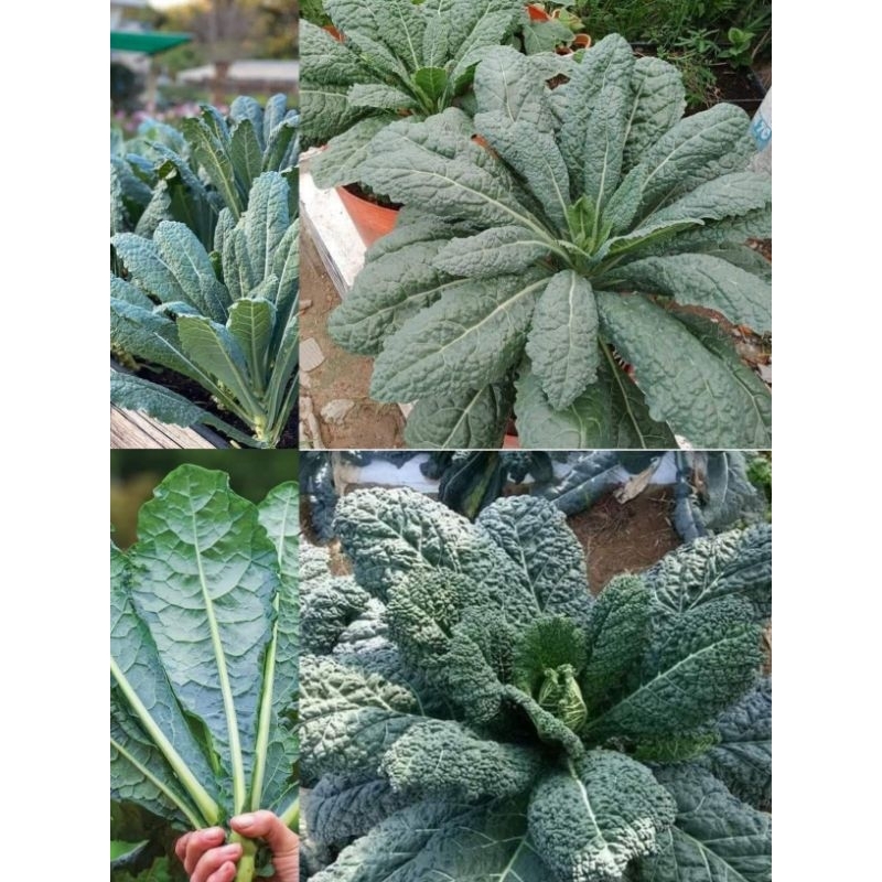50 Hạt Giống Cải Xoăn Kale Khủng Long f1Mỹ 💖 NẢY MẦM CỰC ĐỈNH💖 chất lượng cao