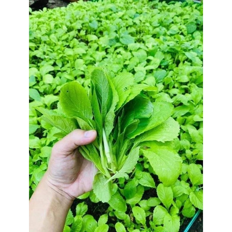 (Sale ComboTiết Kiệm) Hạt Giống Cải Mơ Lùn F1  Gieo Quanh Năm💚 Ăn Ngon 💙 cực năng suất