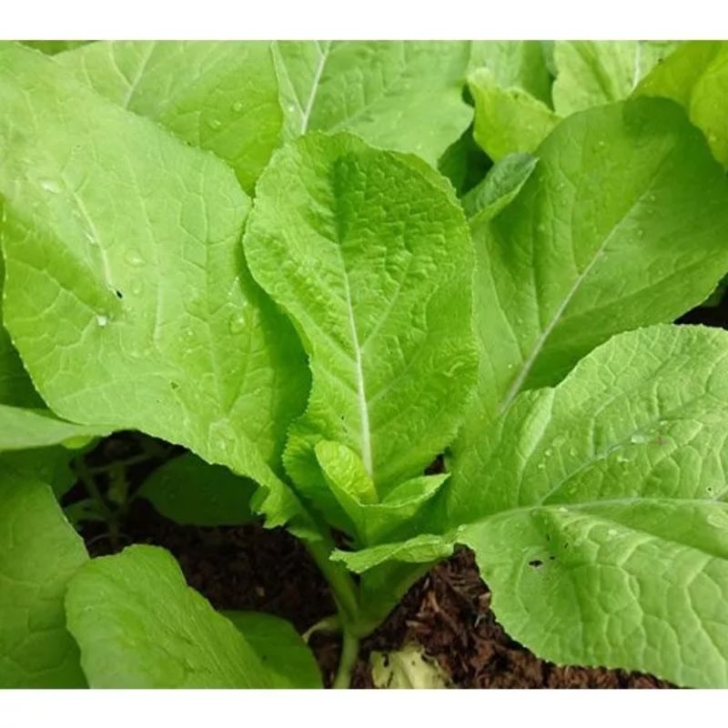 (Sale ComboTiết Kiệm) Hạt Giống Cải Mơ Lùn F1  Gieo Quanh Năm💚 Ăn Ngon 💙 cực năng suất