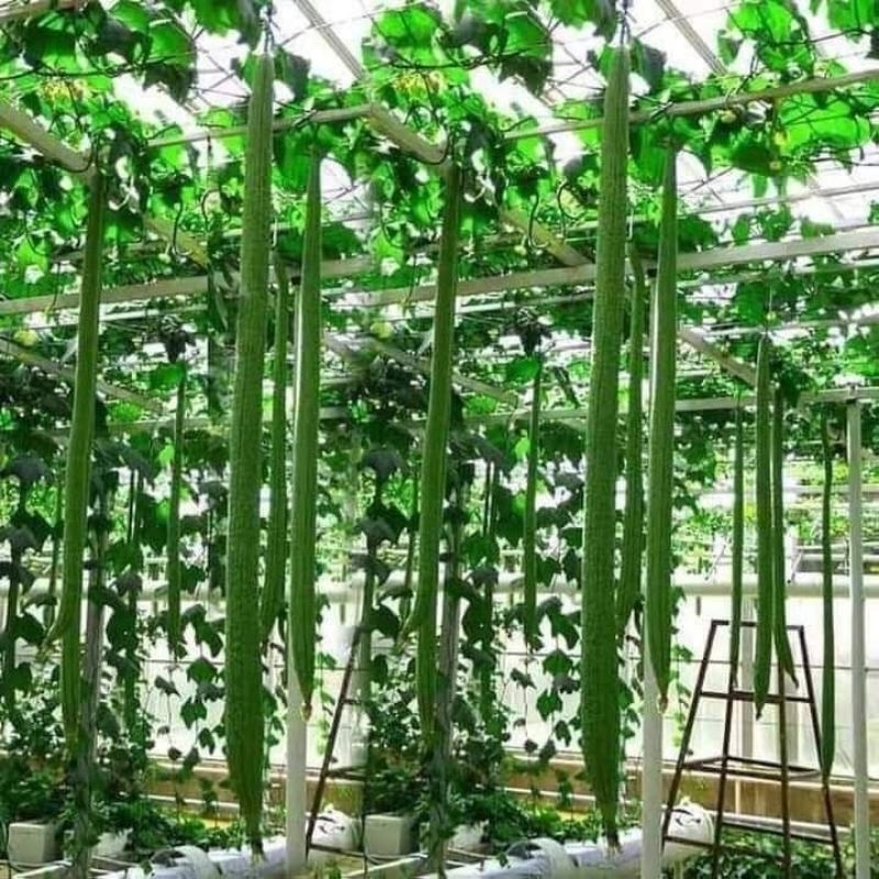 1gr mướp hương siêu dài thái lan  💥SALE LỚN💥 chất lượng cao