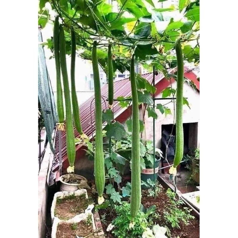 1gr mướp hương siêu dài thái lan  💥SALE LỚN💥 chất lượng cao