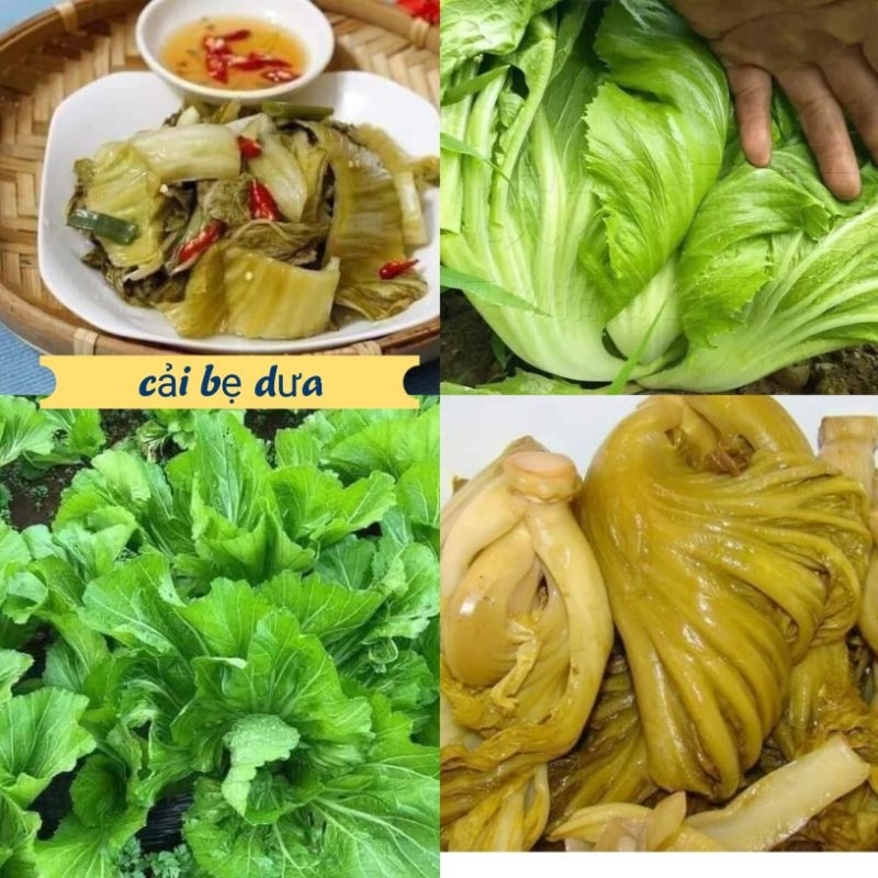 ( Mua 2 tặng 1) 15gr hạt giống rau cải Bẹ Muối Dưa 💜 Sale Lớn 💜 năng suất cao