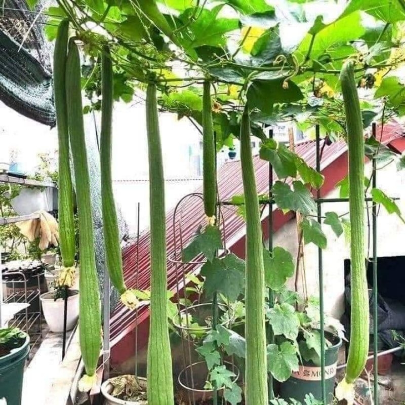 1gr mướp hương siêu dài thái lan  💥SALE LỚN💥 chất lượng cao