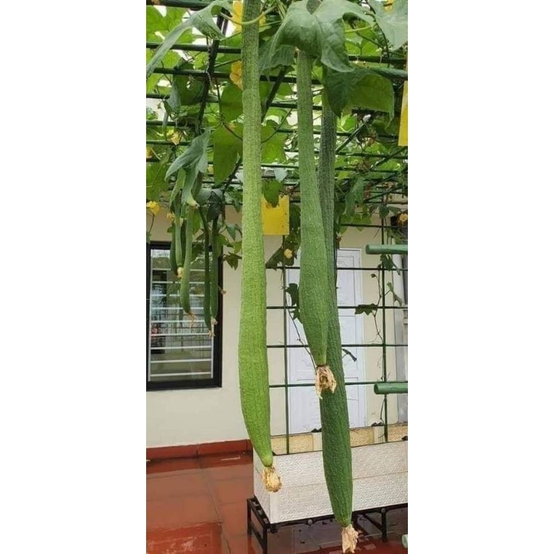 1gr mướp hương siêu dài thái lan  💥SALE LỚN💥 chất lượng cao