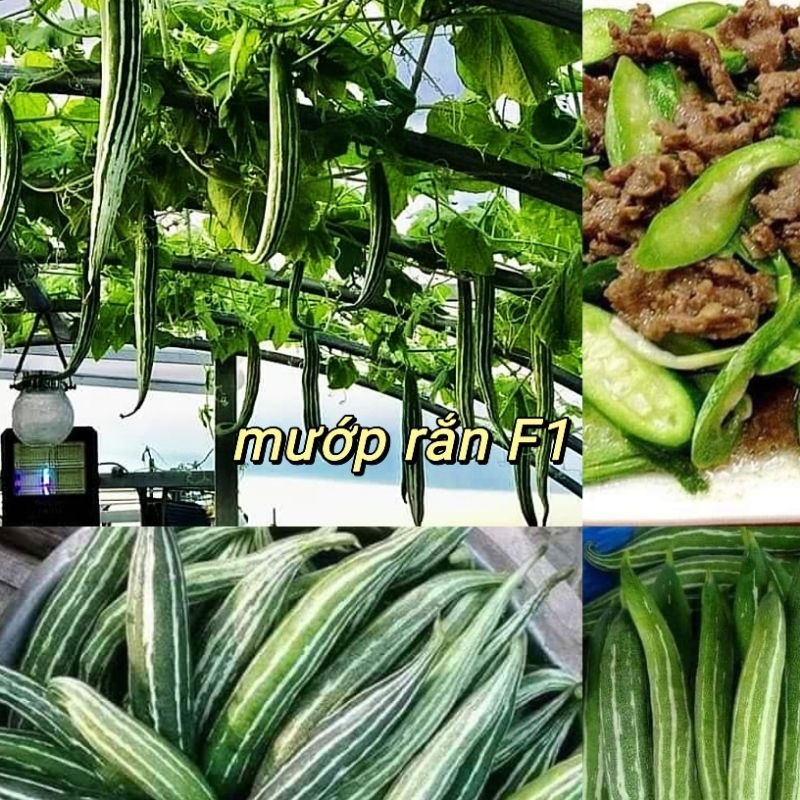 ⚡️Hạt Giống Mướp Nhật, Mướp Rắn,Lặc Lày 💯 Sai Quả 💖 ăn rất ngon