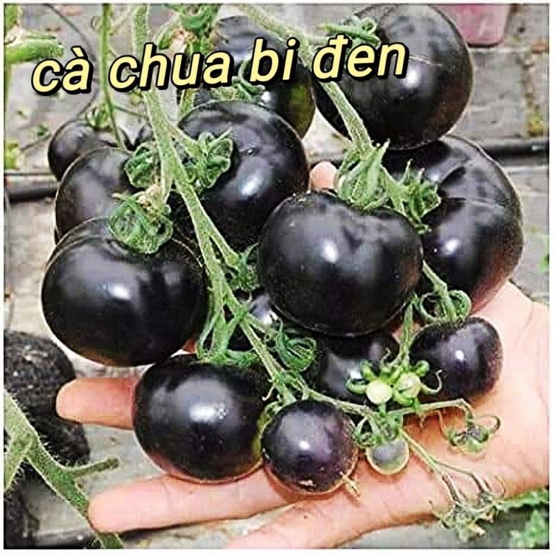 Hạt Giống Cà Chua Đen F1 💖 Nảy Mầm Tốt Chất Lượng Cao