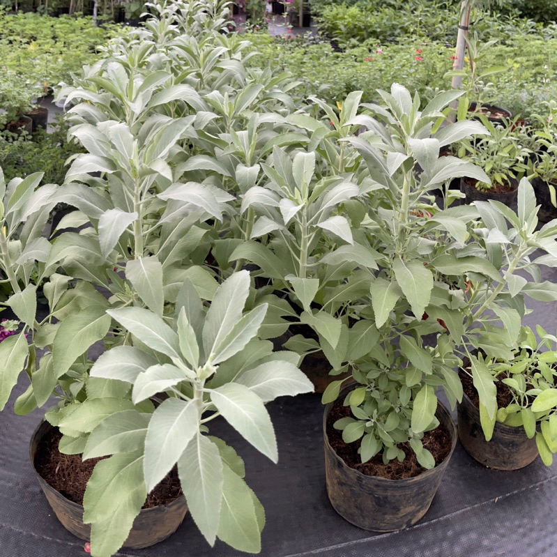 Thảo mộc: Chậu cây Xô Thơm Trắng - White Sage ( dòng đặc biết nhất ...