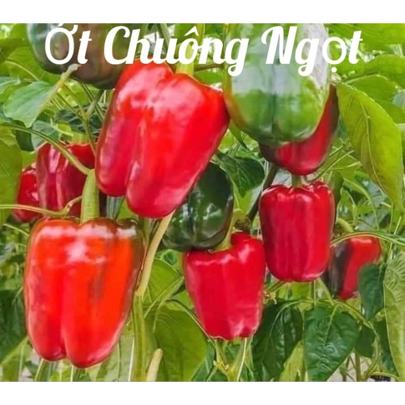 Hạt Giống Ớt f1 Siêu trái💯 Dày Cơm, Dòn Ngọt cực năng suất
