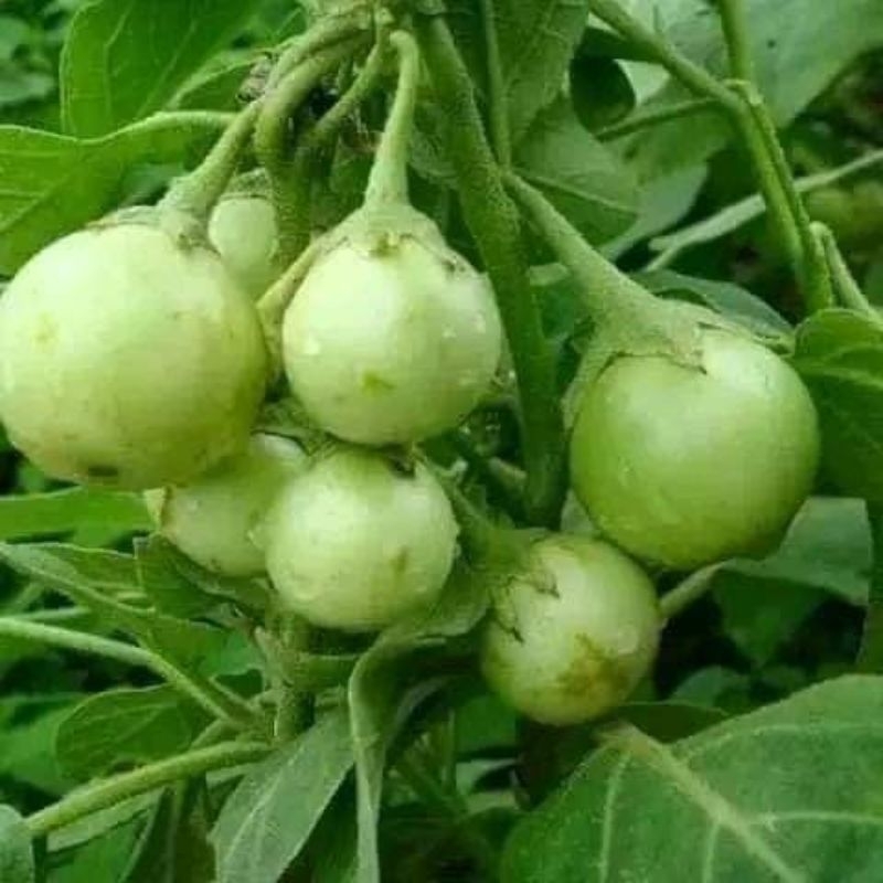 hạt giống cà phao xanh 💞 Dòn Ngon 💜 năng suất cao