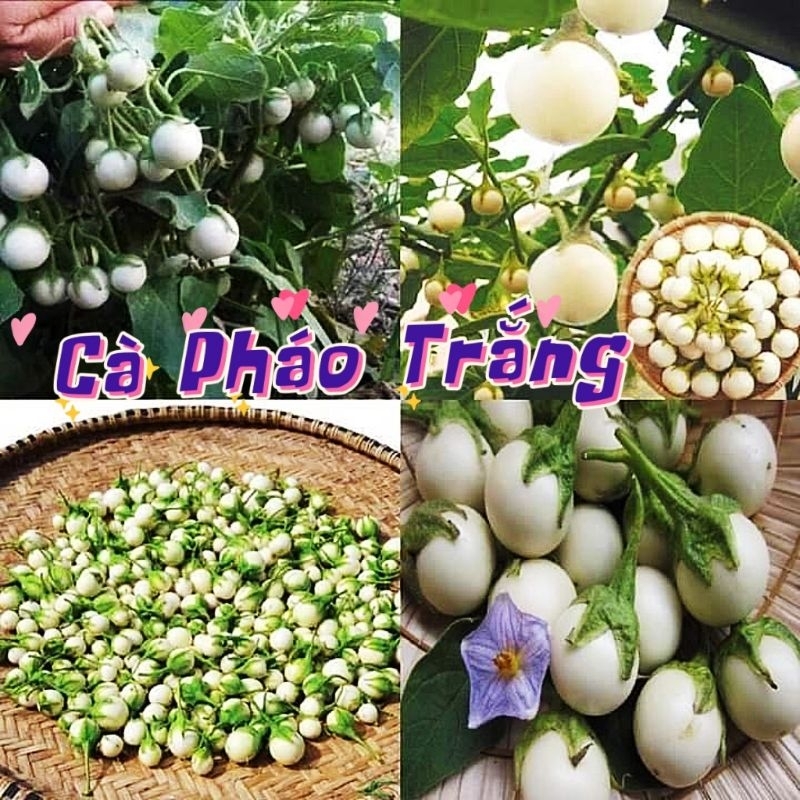 2gr hạt giống cà pháo trắng giòn 😍😍siêu quả@😍😍 chất lượng cao