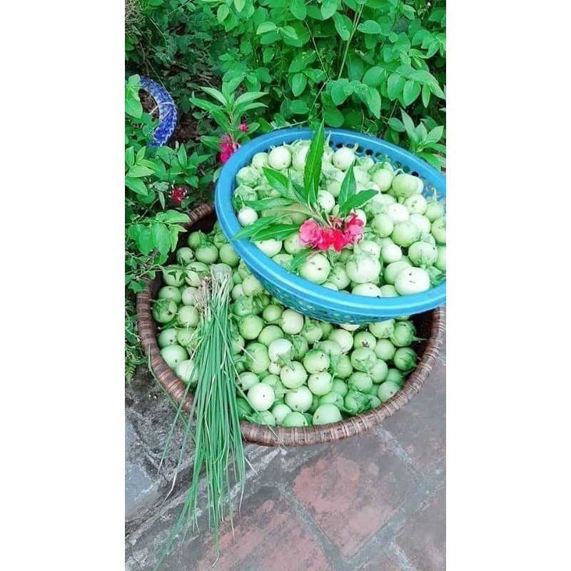hạt giống cà phao xanh 💞 Dòn Ngon 💜 năng suất cao