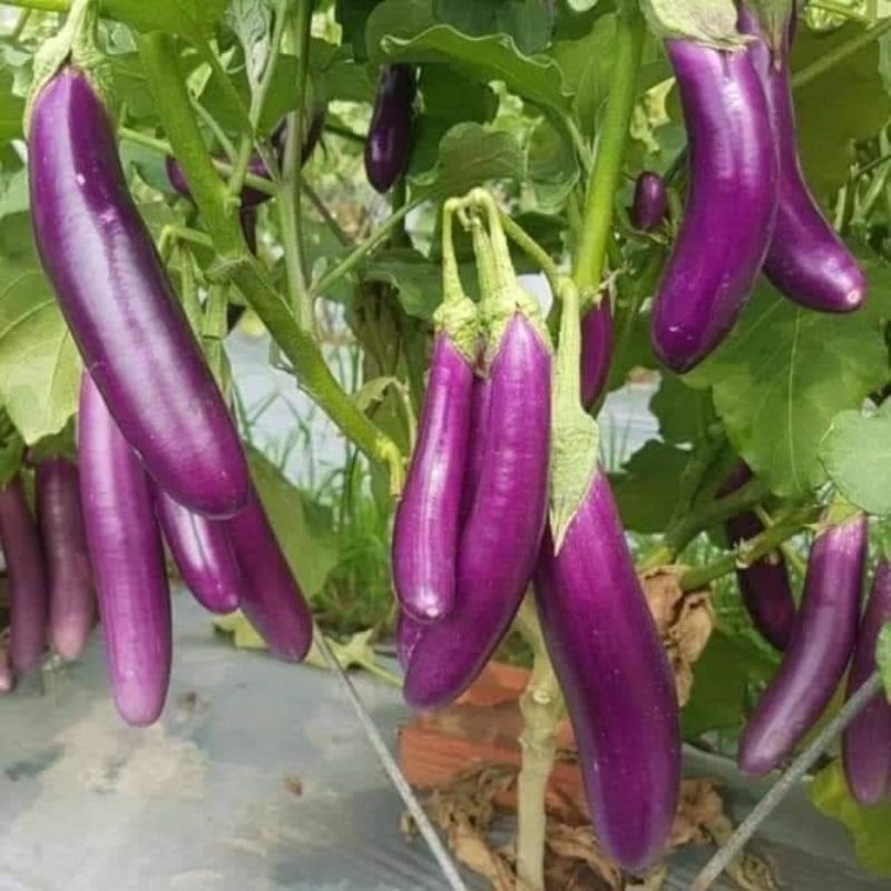 Hạt giống cà tím dài ♥️♥️năng xuất cao nảy mầm trên 90%