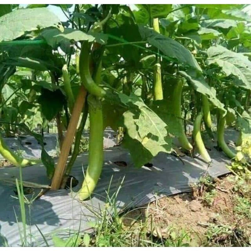 100 hạt giống cà xanh mỡ siêu dài lâu năm sai quả 🍄🤗 Sale Lớn🤗🌹 năng suất cao