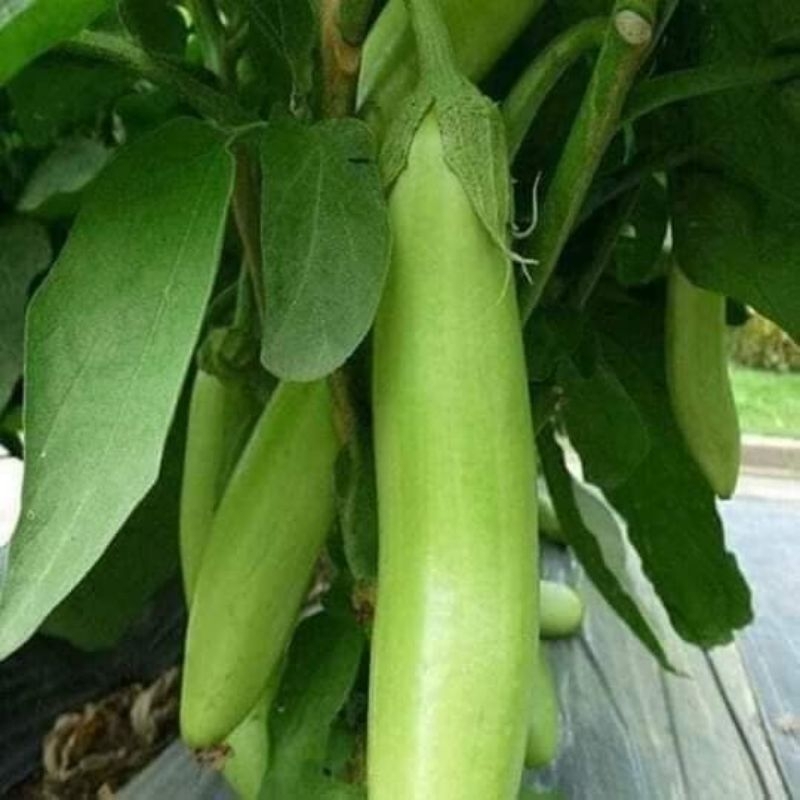 100 hạt giống cà xanh mỡ siêu dài lâu năm sai quả 🍄🤗 Sale Lớn🤗🌹 năng suất cao