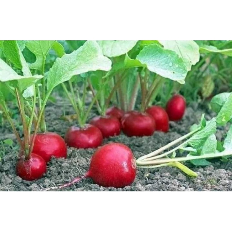 2 gr hạt giống củ cải đỏ mini cherry ăn 💥Cực Ngon💥 Chất Lượng Cao