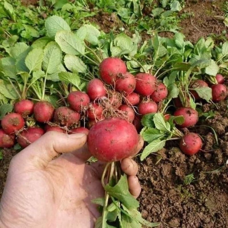 2 gr hạt giống củ cải đỏ mini cherry ăn 💥Cực Ngon💥 Chất Lượng Cao
