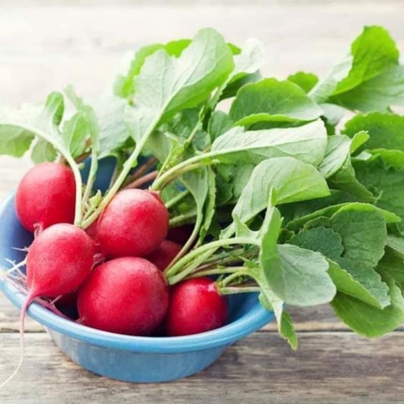 2 gr hạt giống củ cải đỏ mini cherry ăn 💥Cực Ngon💥 Chất Lượng Cao