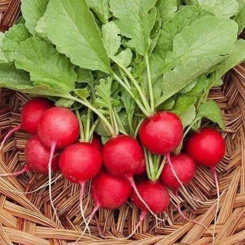 2 gr hạt giống củ cải đỏ mini cherry ăn 💥Cực Ngon💥 Chất Lượng Cao