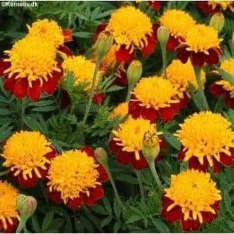 30 hạt giống hoa vạn thọ nhụy bông  🍄🤗 SIÊU NẢY MẦM🤗🌹 hoa rất đẹp