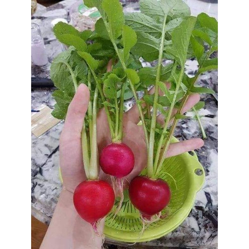 2 gr hạt giống củ cải đỏ mini cherry ăn 💥Cực Ngon💥 Chất Lượng Cao