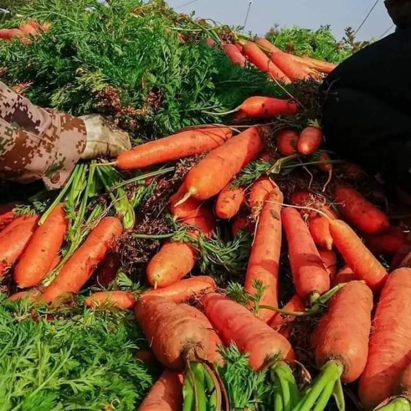 Hạt Giống Củ Cà Rốt Ruột Cam F1  💥 Hàng Xịn Củ To Đặc Ruột💥 chất lượng cao