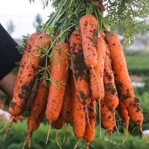 Hạt Giống Củ Cà Rốt Ruột Cam F1 💥 Hàng Xịn Củ To Đặc Ruột💥 chất lượng cao
