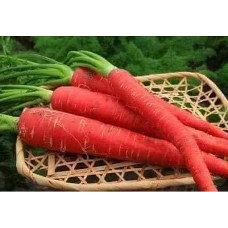 Hạt Giống Cà Rốt  Đỏ Chịu Nhiệt F1 Năng Suất Cao