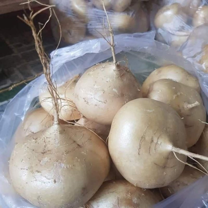 Hạt Giống Củ Đậu Thái Lan 10gr 💖 NẢY MẦM CỰC ĐỈNH💖 chất lượng cao