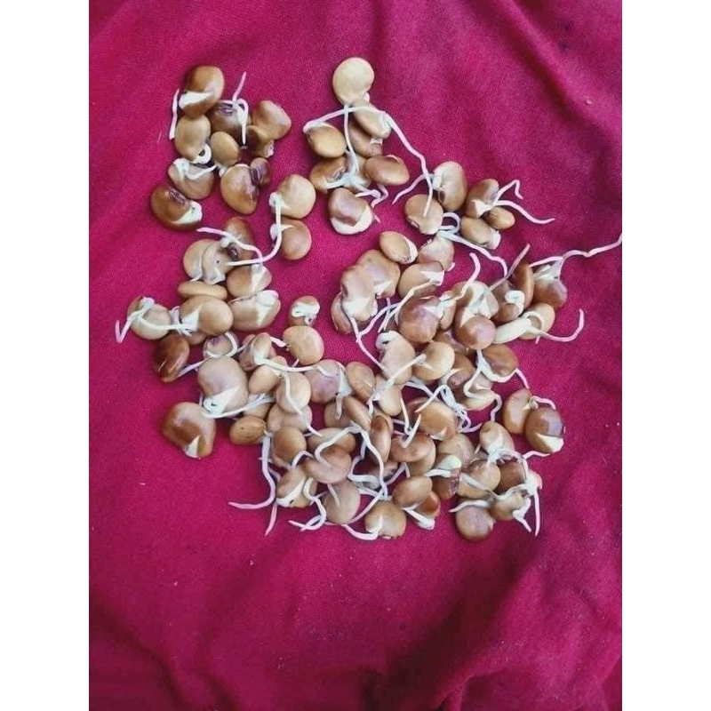 Hạt Giống Củ Đậu Thái Lan 10gr 💖 NẢY MẦM CỰC ĐỈNH💖 chất lượng cao