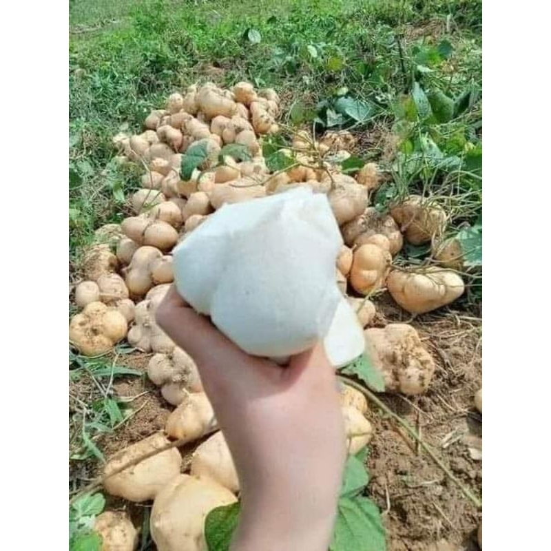 Hạt Giống Củ Đậu Thái Lan 10gr 💖 NẢY MẦM CỰC ĐỈNH💖 chất lượng cao