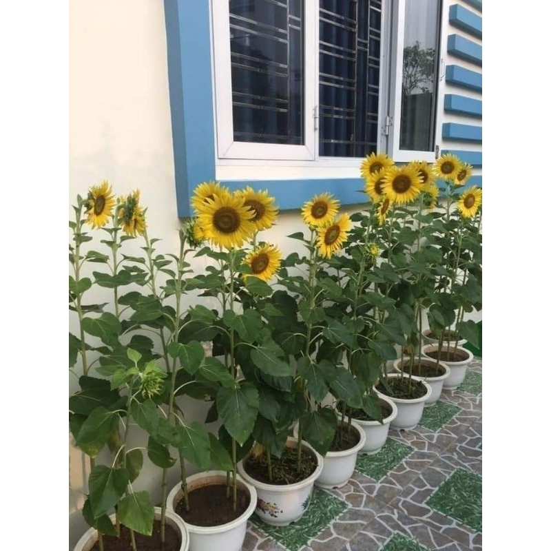 ⚡️ HẠT GIỐNG HOA HƯỚNG DƯƠNG THÁI F1 💥 Chất Lượng Cao