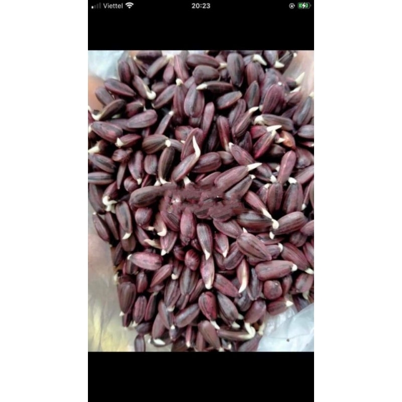 ⚡️ HẠT GIỐNG HOA HƯỚNG DƯƠNG THÁI F1 💥 Chất Lượng Cao