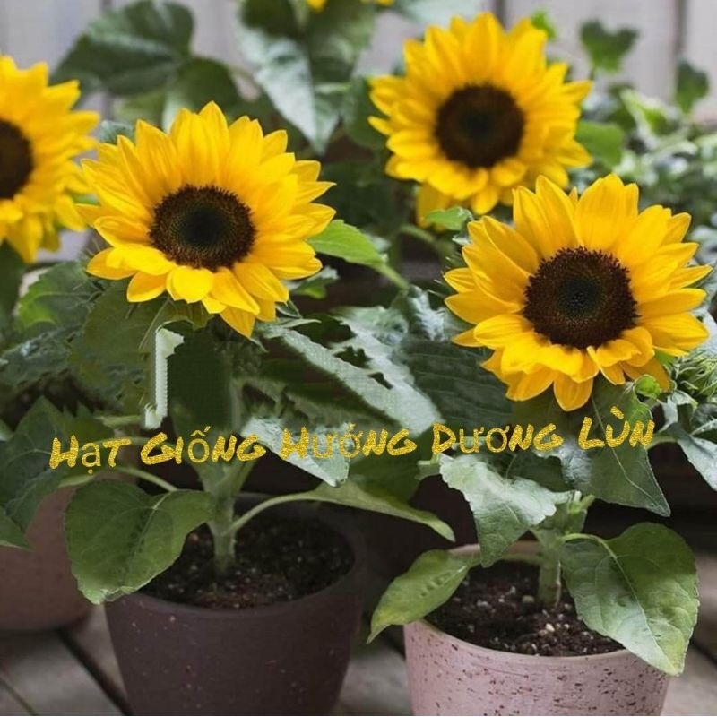 40 hạt giống hoa hướng dương lùn f1💖 SIÊU XINH💖 chất lượng cao