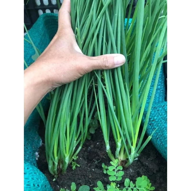 HẠT GIỐNG HÀNH HƯƠNG XANH F1, HÀNH LÁ⚡️ SINH TRƯỞNG CỰC KHỎE