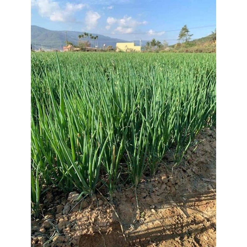 HẠT GIỐNG HÀNH HƯƠNG XANH F1, HÀNH LÁ⚡️ SINH TRƯỞNG CỰC KHỎE