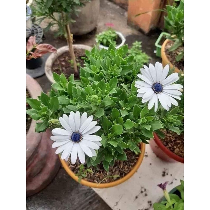 Hạt Giống Hoa Cúc Châu Phi 🥰Nhiều Màu Cực Kì Đẹp , RẤT SAI BÔNG