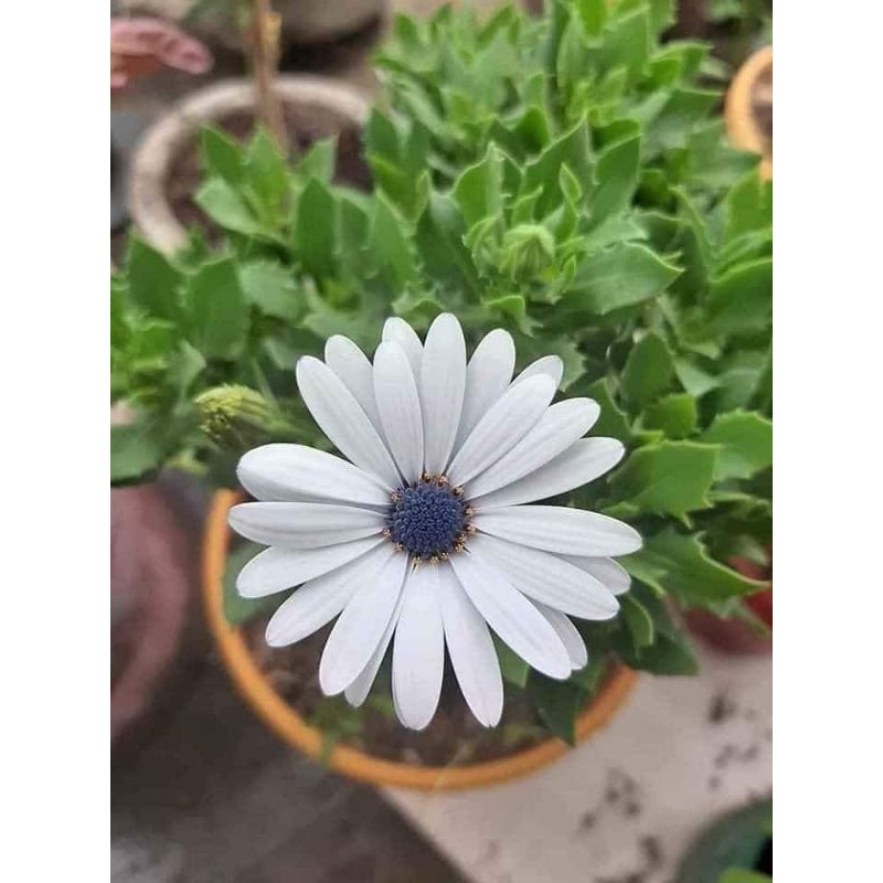 hạt giống hoa cúc châu phi siêu xinh 50 hạt nhập khẩu💖SIÊU XINH💖 NẢY MẦM CỰC ĐỈNH chất lượng cao💖