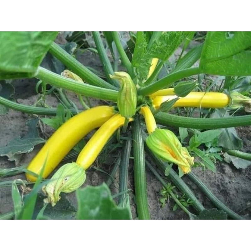 Hạt Giống Bí Ngồi Vàng F1 💥 Chuẩn Xịn💦 Năng Suất Cao