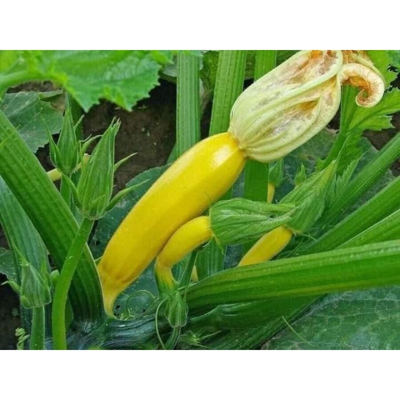 Hạt Giống Bí Ngồi Vàng F1 💥 Chuẩn Xịn💦 Năng Suất Cao