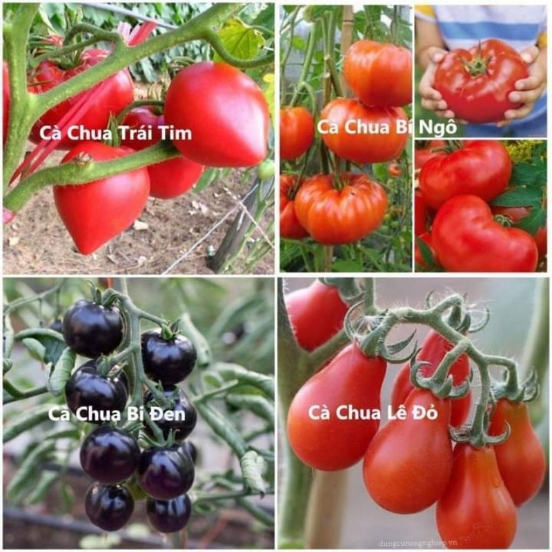 Combo 50 Hạt Giống Cà Chua Nhiều Loại  💕 Siêu Trái💞 chất lượng cực đỉnh