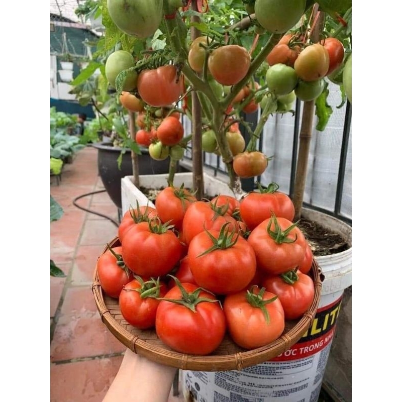 🌟Hạt Giống Cà Chua Lai Quả Lớn F1 NHẬP KHẨU 🌟 Giống Cho Năng Xuất Cao Sai Trái