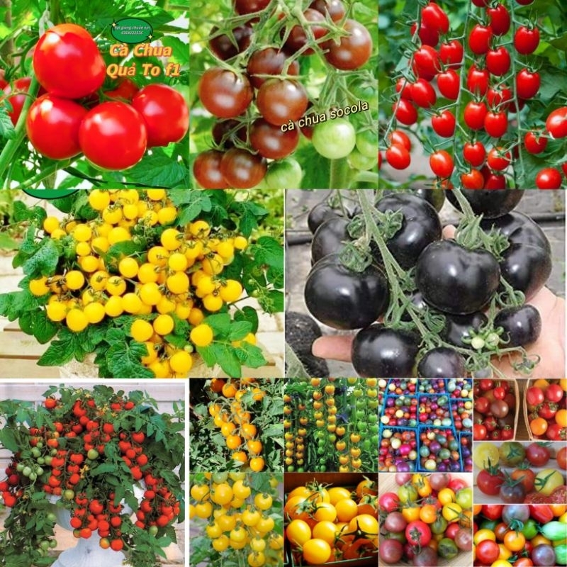 Combo 50 Hạt Giống Cà Chua Nhiều Loại  💕 Siêu Trái💞 chất lượng cực đỉnh