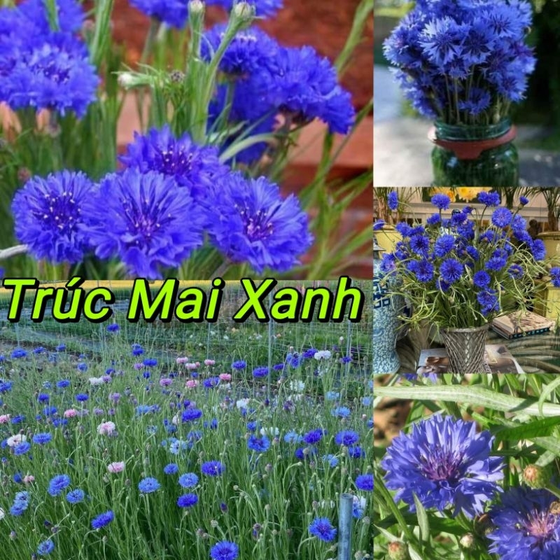 ⚡️HẠT GIỐNG HOA TRÚC MAI XANH 💙 MÀU MỚI LẠ💦  RẤT DỄ TRỒNG