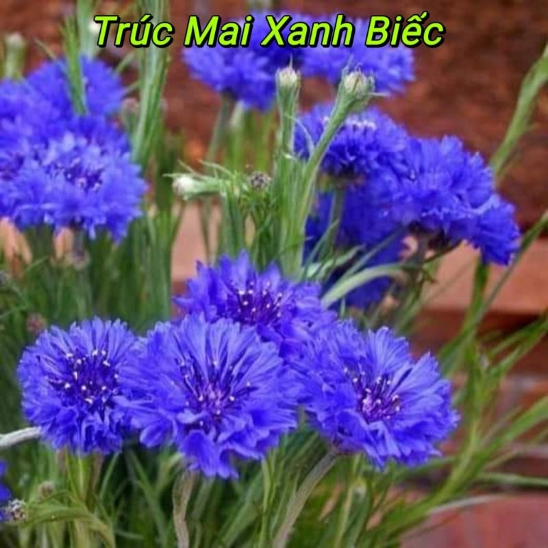 100 hạt hoa trúc mai mix 💖 NẢY MẦM CỰC ĐỈNH💖chất lượng cao