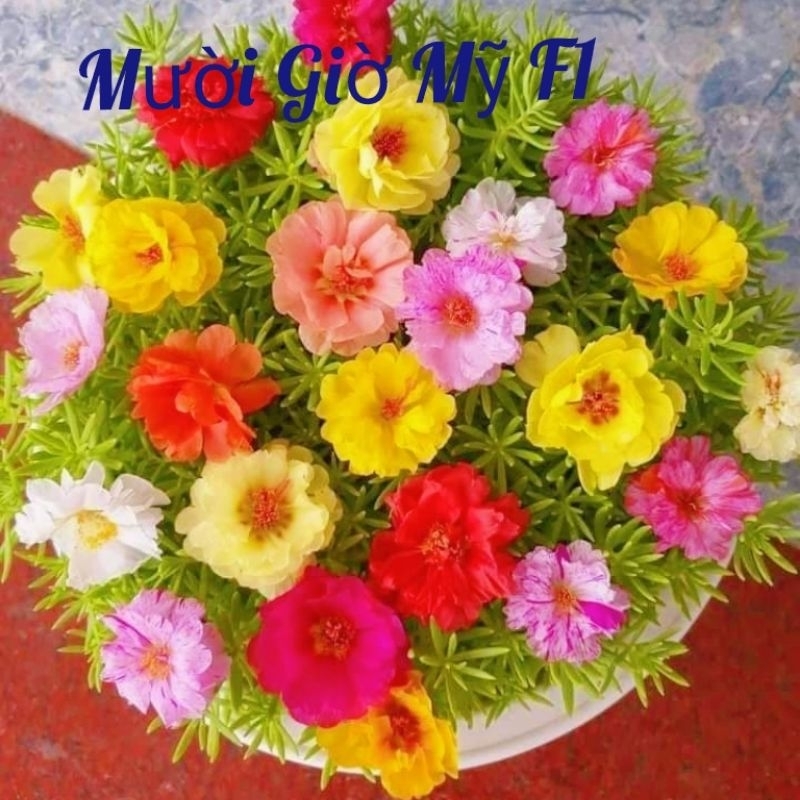 1000 Hạt Giống Hoa Mười Giờ Mỹ NHIÊU MÀU, Cực Xinh Dễ Trồng